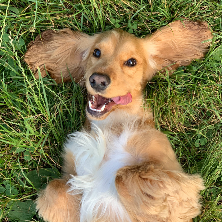 Lucas-Barkery-img-temp-01