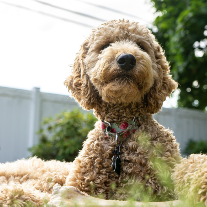 Lucas-Barkery-img-temp-04
