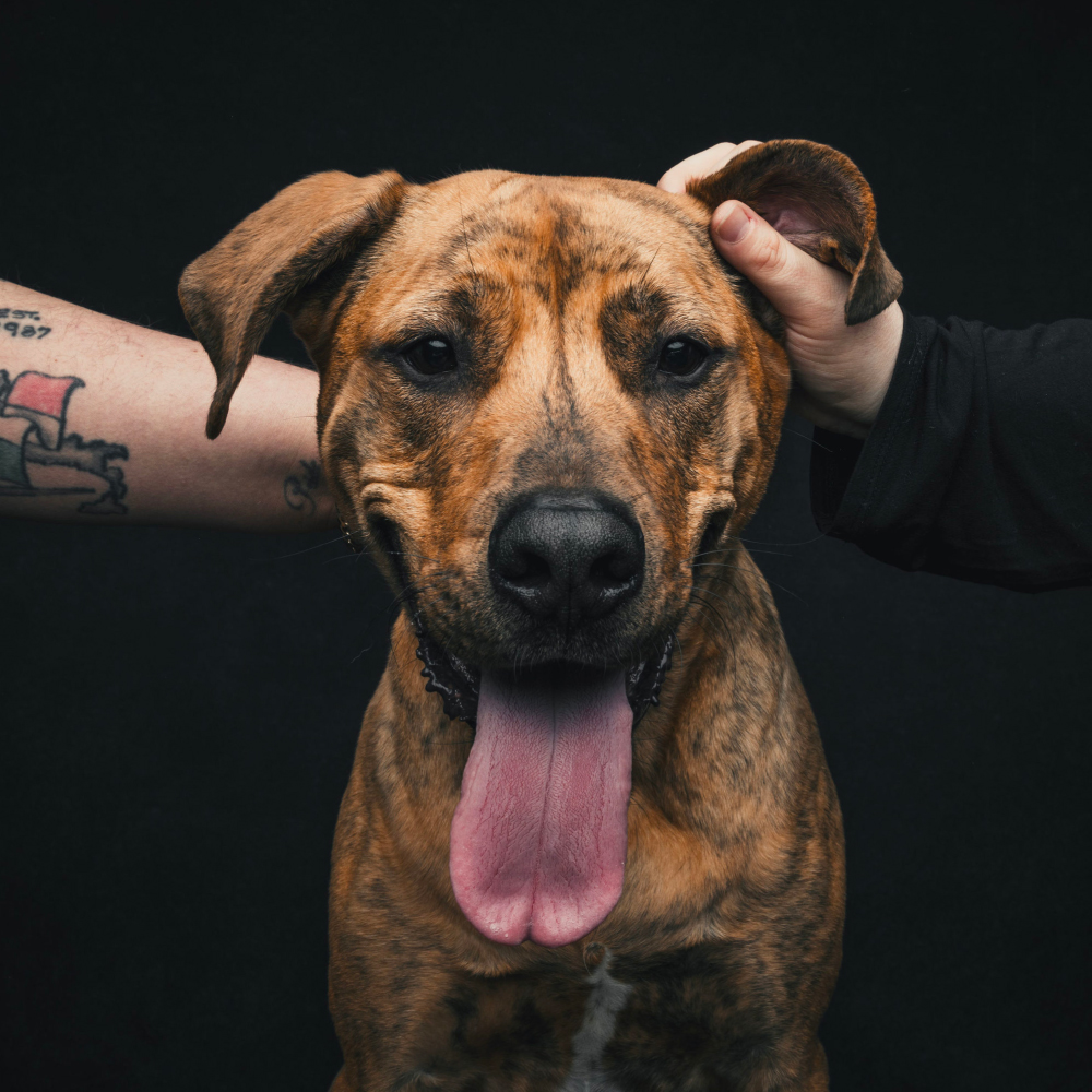 Lucas-lg Best Pet store in Cleveland