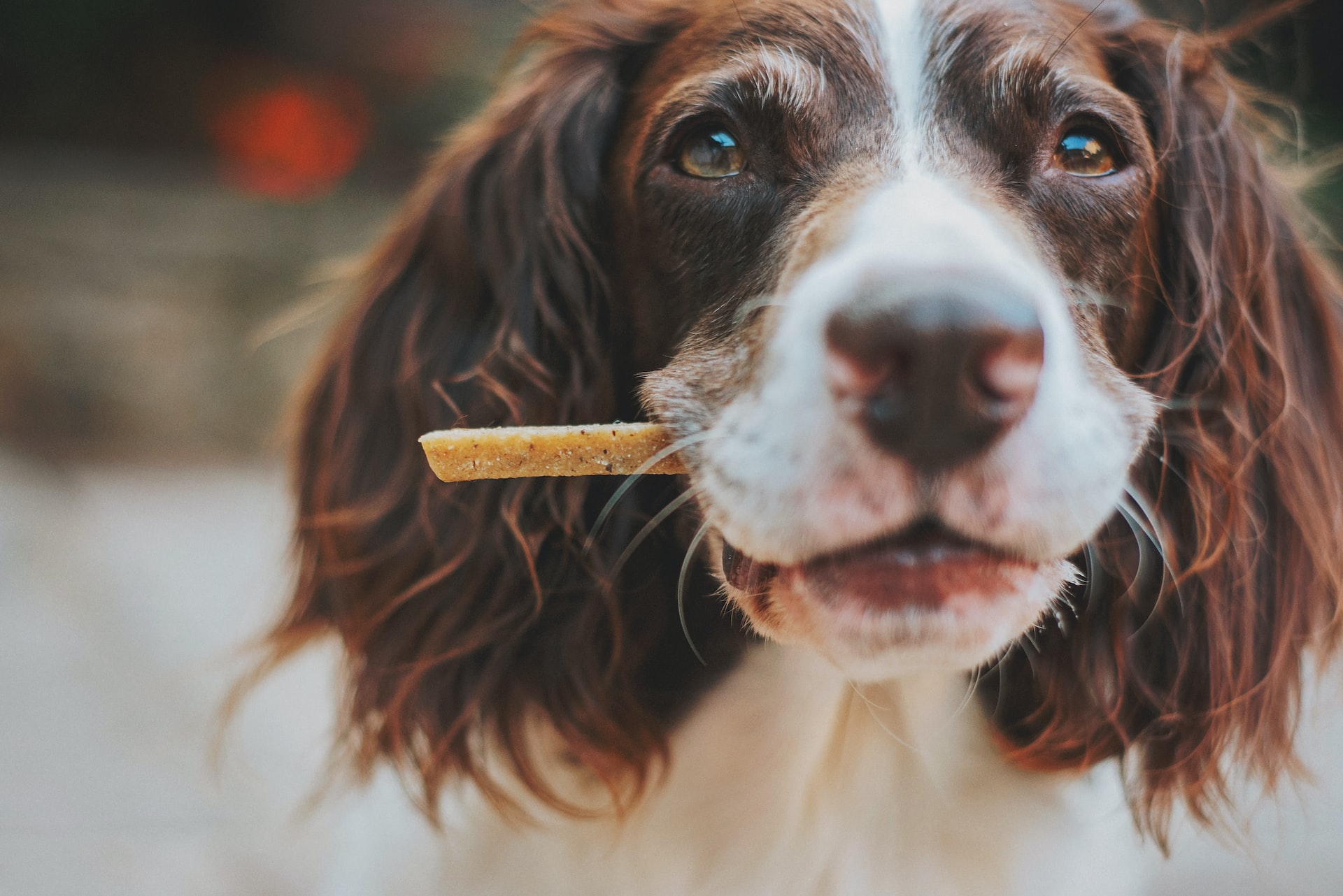 Healthy Dog chews in Cleveland