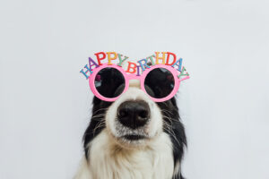 Dog with Birthday Sunglasses on