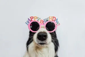 Dog with Birthday Sunglasses on
